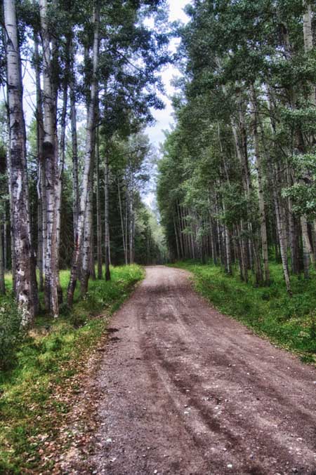 Road lined with birch trees