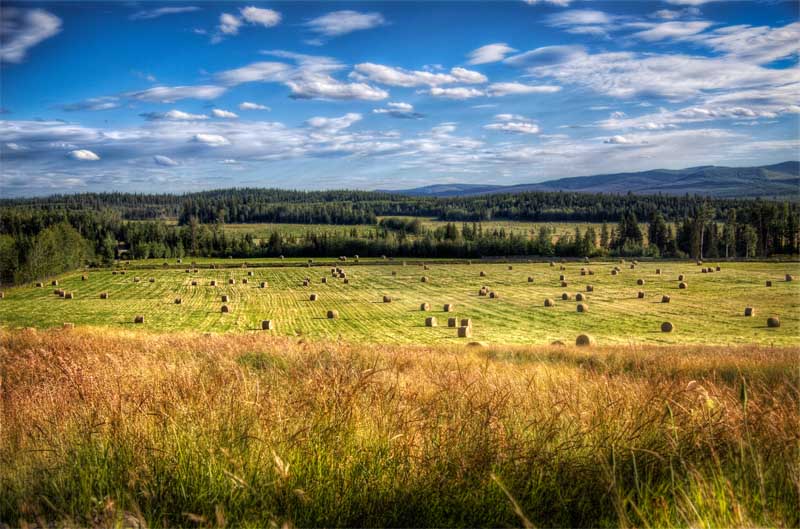 thefield